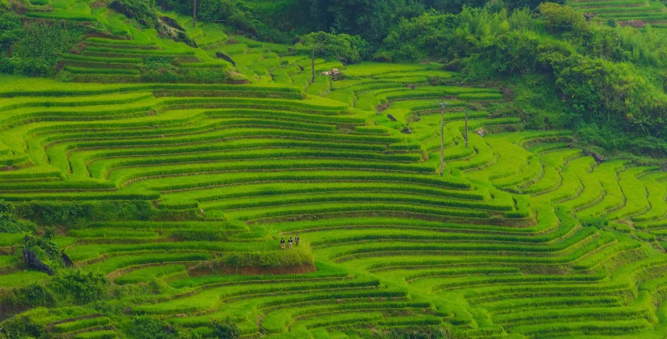 Bao gạo thơm loại ngon