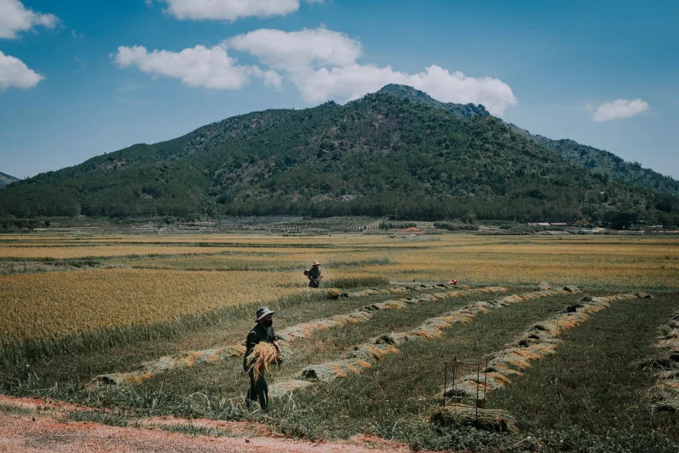 Bao gạo nếp dẻo