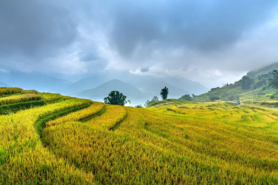 Vựa gạo Võ Tấn Nam